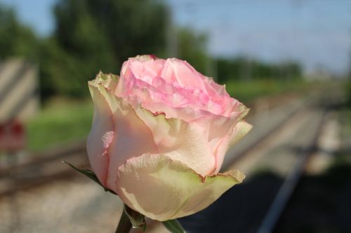 Balta Rožinė Rožė, Geležinkelio Pervaža, Nelaimingo Atsitikimo Vieta, Tragedija, Didelis Nuostolis