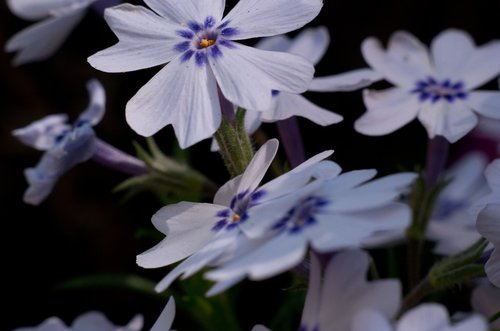 Balta-Violetinė Gėlė,  Makro,  Gamta