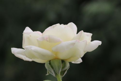 Balta Rožė, Balta Rožė, Gėlė, Rožė, Gamta