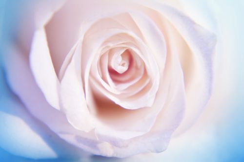Rožė,  Balta,  Gėlė,  Gamta,  Žiedlapiai,  Minkštas,  Balta Rožė 2