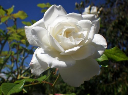 Balta Rožė, Rožių Žiedlapiai, Gėlė