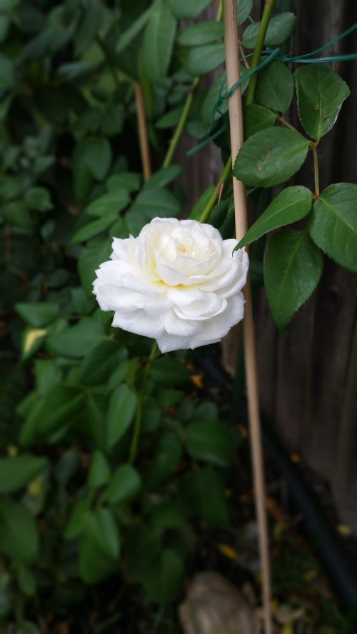 Balta Rožė, Rožių Krūmas, Augalas, Žydi, Gėlė, Gamta