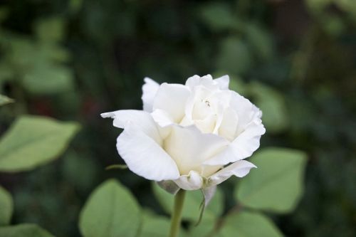Balta Rožė, Romantika, Gėlė