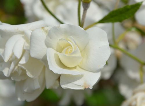 Balta Rožė, Balta Gėlė, Grynumas, Pasiūlymas, Puokštė