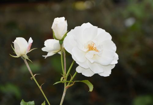 Balta Rožė, Mygtukai, Gėlės, Gamta, Sodo Pasiūlymas, Mygtukų Gėlė