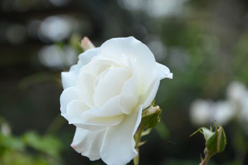 Balta Rožė, Gėlė, Pasiūlymas, Apdaila, Įvykiai, Gamta, Žydėjimas, Augalas