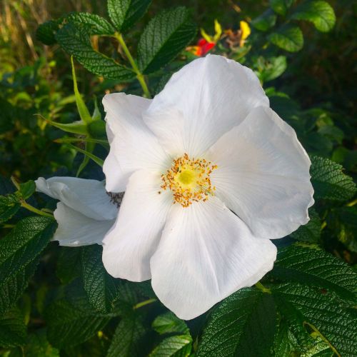 Balta Rožė, Schneewitchen, Atviras, 5 Žiedlapių