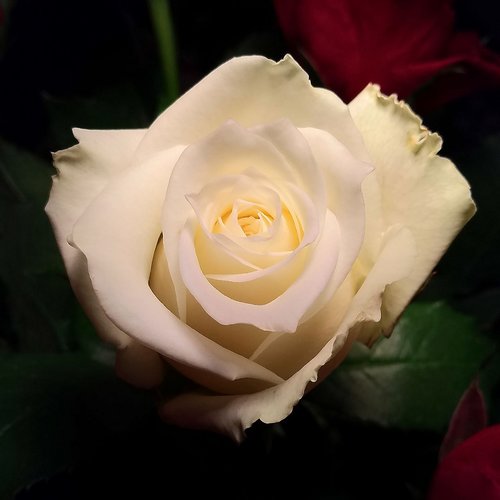 Balta Rožė,  Gėlė,  Rožių Krūmas,  Žiedlapis,  Meilė