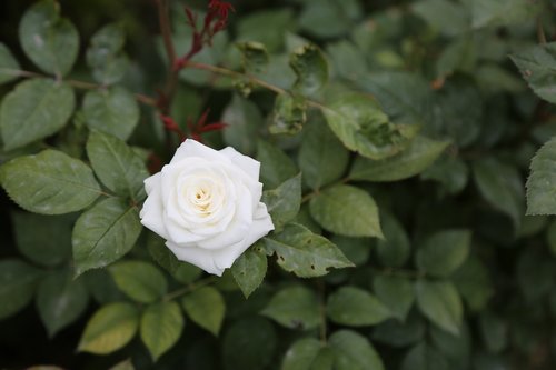 Balta Rožė,  Gėlė,  Lapai,  Augalų,  Gamta