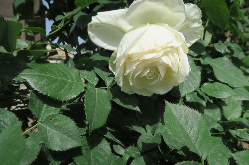 Balta Rožė,  Išaugo,  Gėlė,  Augalų,  Lapai,  Gamta