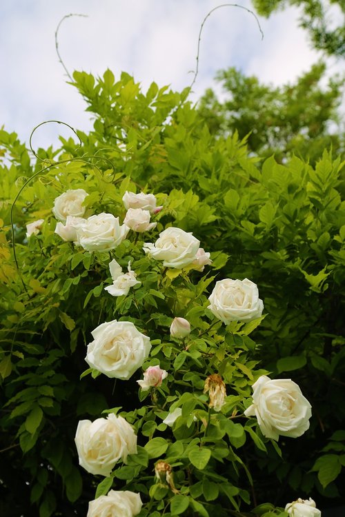 Balta Rožė,  Išaugo,  Atauga,  Tremtis,  Augalų,  Gėlė,  Medis,  Pumpuras