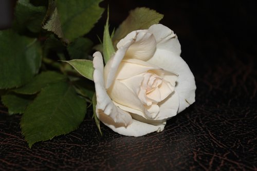 Balta Rožė,  Išaugo,  Baltos Rožės,  Atvira Rose,  Gėlė,  Vestuvės,  Padidėjo Žydėti,  Žiedas