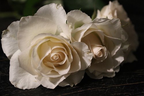 Balta Rožė,  Išaugo,  Meilė,  Baltos Rožės,  Baltos Spalvos,  Vestuvės,  Atvira Rose,  Puokštė,  Stebuklas,  Augalų,  Gražus