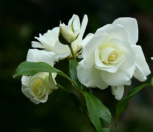 Balta Rožė,  Grožio,  Pavasaris,  Gėlė,  Delikatesas