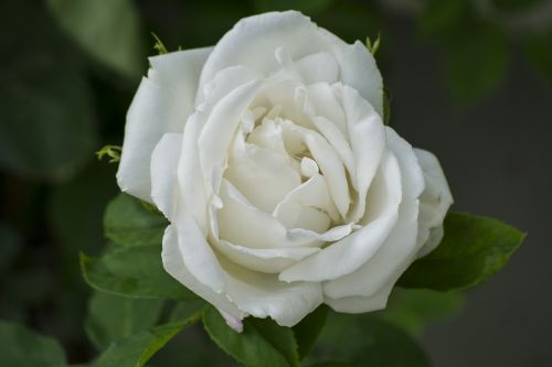 Balta Rožė, Rožių Žydėjimas, Romantiškas, Gamta