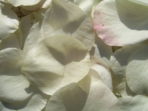 Balta,  Rožė,  Žiedlapiai,  Baltos Rožės Žiedlapiai