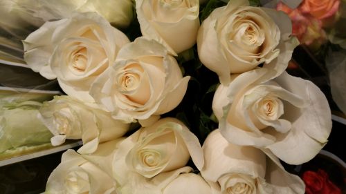 Balta,  Rožė,  Rožės,  Gėlės,  Krūva,  Puokštė,  Baltos Rožės