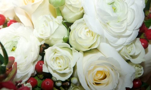 Rožės,  Balta,  Gėlės,  Dovanos,  Vestuvės,  Romantiškas,  Baltos Rožės