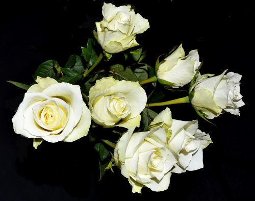 Baltos Rožės, Klestėjo, Krūmas