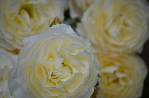 Baltos Rožės, Gėlės, Gamta, Stebuklas, Gėlė, Išaugo Žydėti, Rožė, Balta, Balta Rožė, Gražus