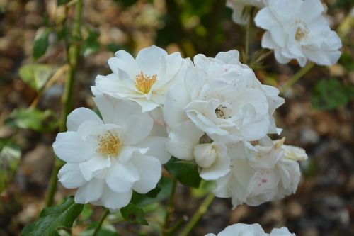 Baltos Rožės, Puokštė, Balta Gėlė, Žiedlapiai, Grynumas, Baltos Gėlės, Gėlių Kompozicija