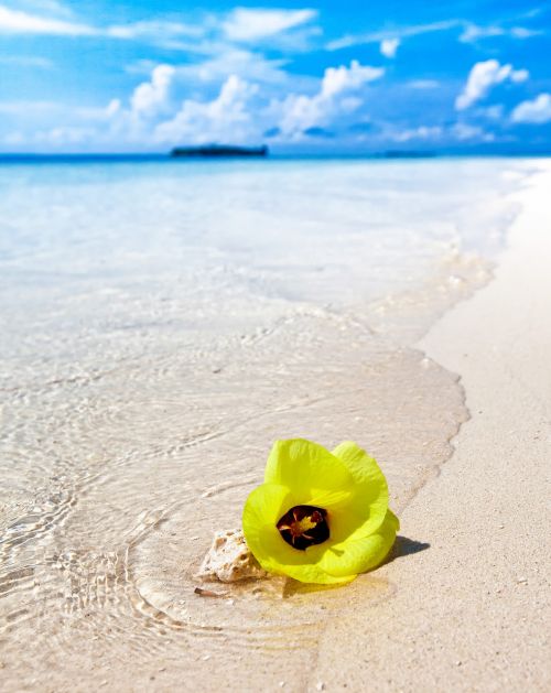 Balto Smėlio Paplūdimys Papludimys, Geltonos Gėlės, Pasukti Kietą Lanką, Atogrąžų, Moro Thai Sala, Indonezija