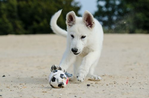 Baltasis Piemuo, Šuniukas, Šunų Šuniukas, Šunų Šuniukas Paplūdimyje, Šuniukas Su Rutuliu