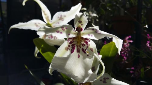 Orchidėja,  Balta,  Speneliai,  Raudona,  Rausvai,  Taškai,  Iš Arti,  Iš Arti,  Balta Raudonoji Orchidėja