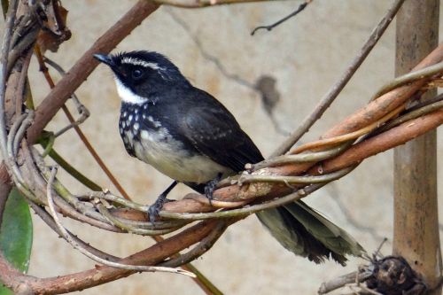 Baltos Spalvos Fantailo Flecatcher, Rhipidura Albicollis, Paukštis, Vabzdžiams, Praeivis, Dharwad, Indija