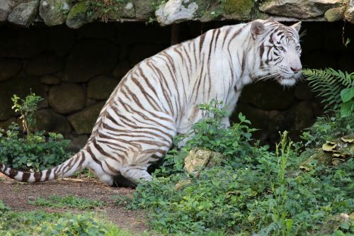 Baltasis Tigras, Laukiniai, Grasinama Išnykti, Zoologijos Sode, Mėsėdis