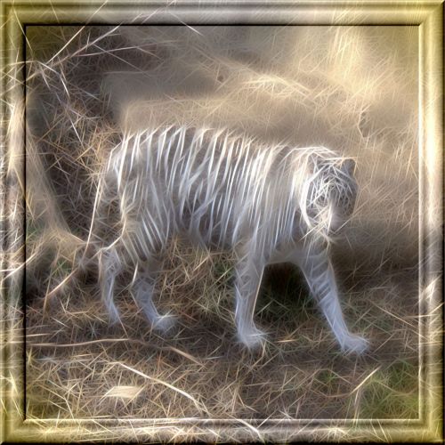 Balta,  Tigras,  Gyvūnas,  Pavojingas,  Siberianas,  Katė,  Rodilius,  Filtras,  Prijungti,  3D,  Stiklas,  Rėmas,  Iškraipymas,  Poveikis,  Baltasis Tigras