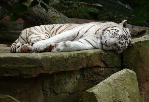 Baltasis Tigras, Kačių, Laukinis Gyvūnas