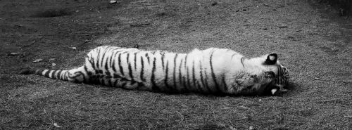 Baltasis Tigras, Juoda Ir Balta, Siesta, Atsipalaiduoti, Miega, Galinis Vaizdas, Pavargęs, Gyvūnas, Katė, Plėšrūnas, Zoologijos Sodas