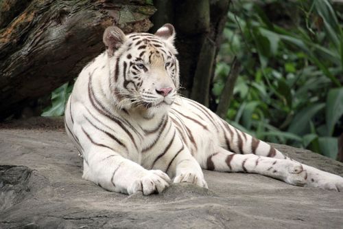 Bengališkas Tigras, Baltasis Tigras, Gyvūnas, Žvėrys, Plėšrūnas, Fauna, Retas