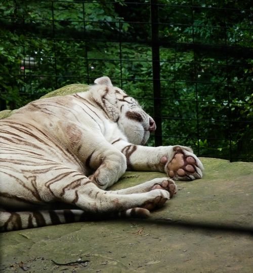 Baltasis Tigras, Kačių, Zoologijos Sodas, Laukinis Gyvūnas, Miegoti