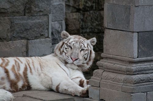 Baltasis Tigras, Kačių, Žinduolis, Laukiniai, Laukiniai Gyvūnai, Indija, Tawny, Panthera Tigris