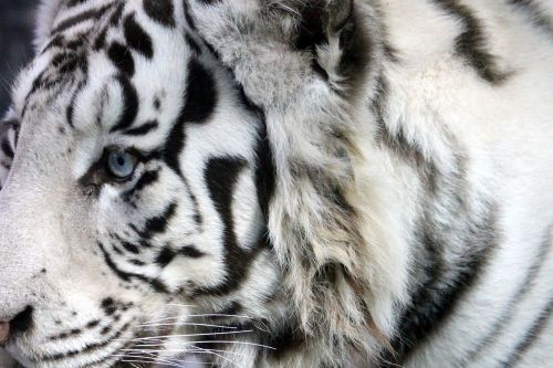 Baltasis Tigras, Bengališkas Tigras, Indijos Tigras, Laukinis Katinas, Plėšrūnas, Snukis, Zoologijos Sodas, Pavojingas Gyvūnas, Grobio Žvėris, Pavojus, Akys, Gyvūnai, Laukinis Žvėris, Pavojingas Žvėris, Iš Arti