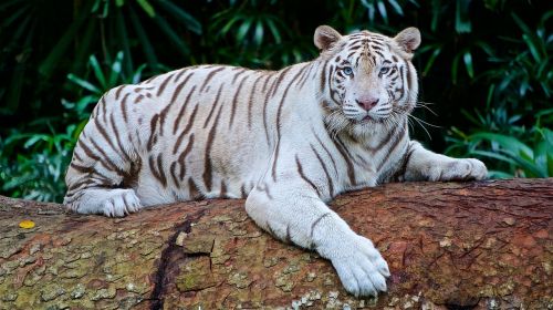 Baltasis Tigras, Panthera Tigris Tigris, Bengališkas Tigras, Keya