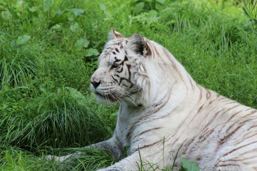 Baltasis Tigras, Žinduolis, Zoologijos Sodas