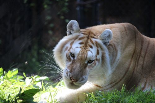 Baltasis Tigras, Tigras, Katė, Zoologijos Sodas, Didelė Katė