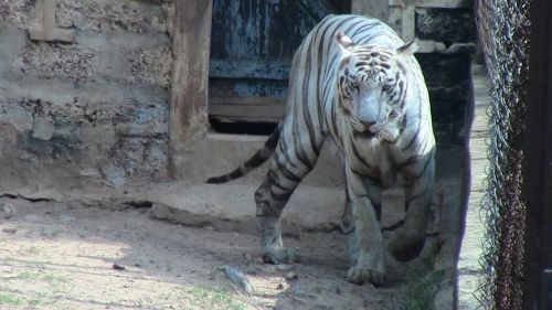 Baltasis Tigras,  Gyvūnas,  Tigras,  Balta,  Laukiniai,  Laukinė Gamta,  Pavojus,  Džiunglės