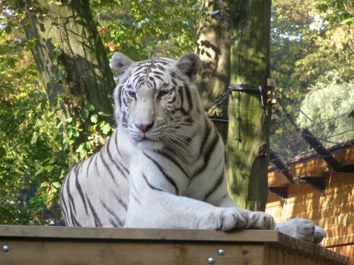 Baltas Tigras Poilsio, Laukinis Gyvūnas, Didelė Katė, Zoologijos Sodas, Gamta, Laukinė Gamta