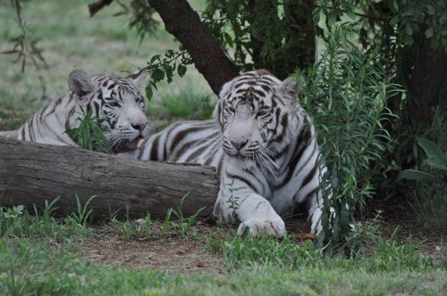 Baltieji Tigrai, Gamta, Laukinė Gamta