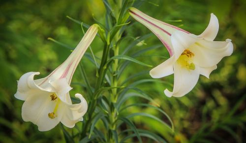 Balta Trimito Lelija, Lilium Formosanum, Lemputė, Gėlės
