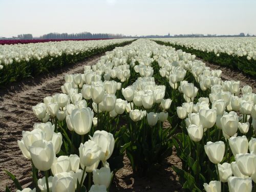 Balta Tulpė, Gėlė, Tulpė, Nyderlandai, Tulpės, Gėlės, Holland, Olandų Kraštovaizdis, Gamta, Lemputė, Spalvos, Spalvos