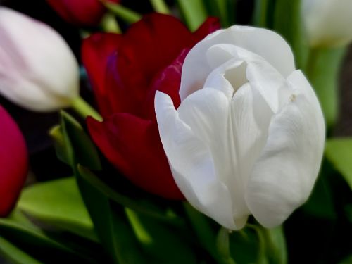 Tulpės,  Gėlės,  Raudona,  Balta,  Daug,  Užpildytas,  Raudonos & Nbsp,  Gėlės,  Olandų & Nbsp,  Gėlės,  Balta Tulpė Uždaryti Fone