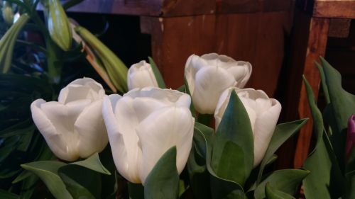 Tulpės,  Gėlės,  Žydi,  Balta,  Balti Tulpės