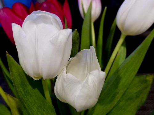 Tulpės,  Gėlės,  Balta,  Uždaryti,  Pilnas & Nbsp,  Rėmas,  Puokštė,  Krūva,  Balta Tulpė Uždaryti Fone