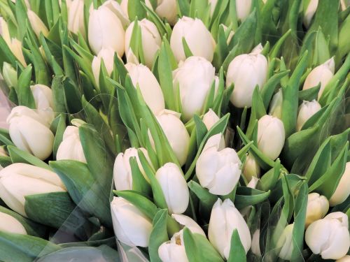 Gėlės,  Tulpės,  Olandų,  Apdaila,  Holland,  Balti Tulpės