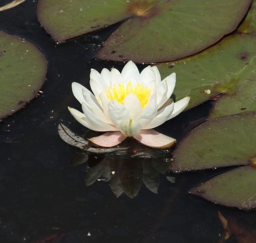 Balta Vandens Lelija, Nymphaea Alba, Gėlė, Augalas, Flora, Tvenkinys